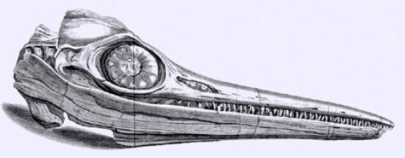 Ichthyosaurus skull found by Mary Anning