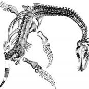Plesiosaur fossil found by Mary Anning